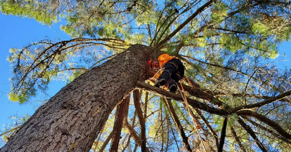 Absolute Best Care - Affordable Tree Service