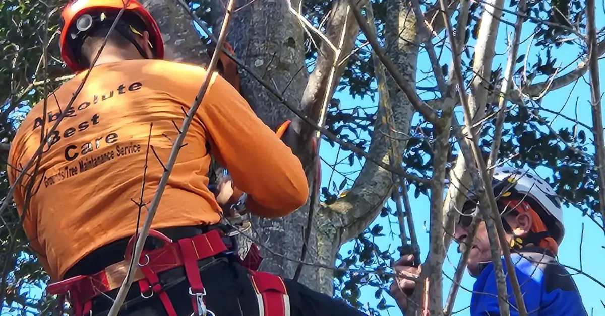 Absolute Best Care - Tree Service Near Me