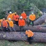 Absolute Best Care - Tree Service Company