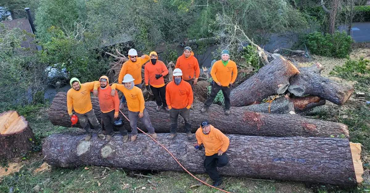 Absolute Best Care - Tree Service Company