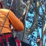 Absolute Best Care - Tree Service Near Me
